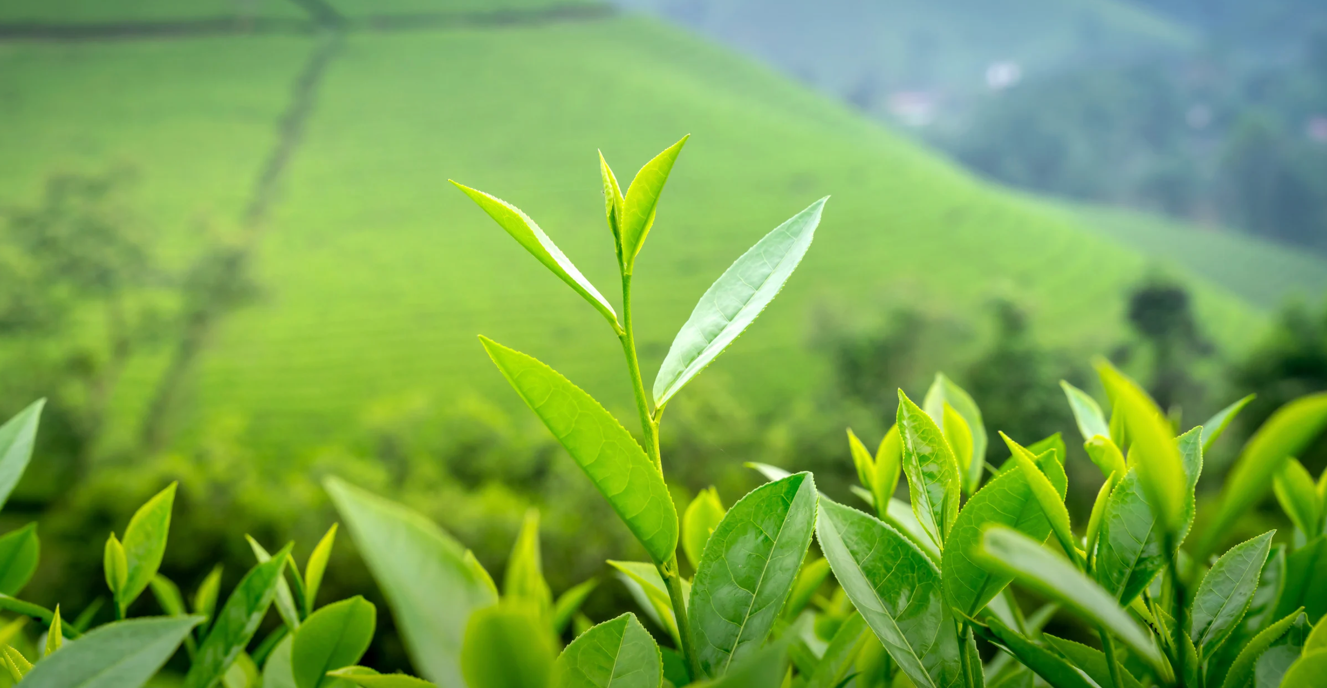 Why Rage On Energy Gummies?